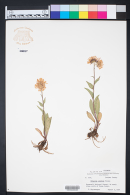 Erigeron elatior image