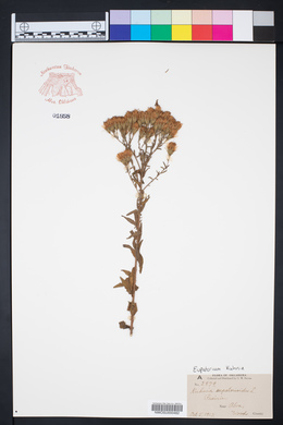 Kuhnia eupatorioides image