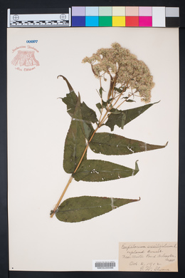 Eupatorium sessilifolium image