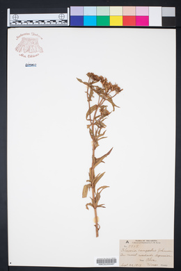Flaveria campestris image