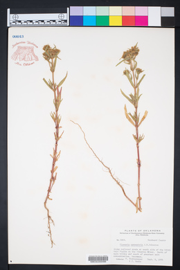 Flaveria campestris image