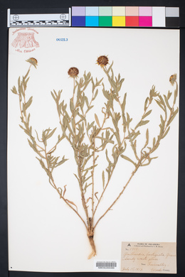 Gaillardia aestivalis var. aestivalis image
