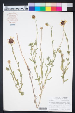 Gaillardia aestivalis var. aestivalis image