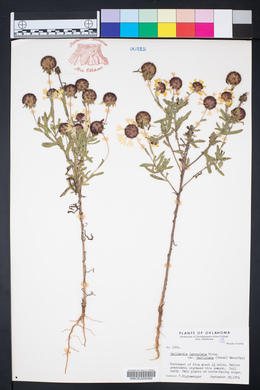 Gaillardia aestivalis var. aestivalis image