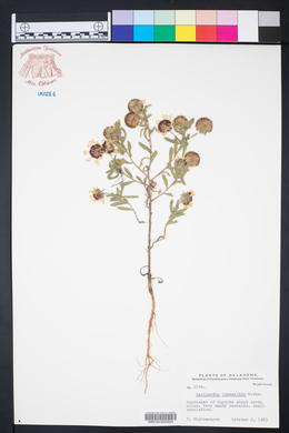 Gaillardia aestivalis var. aestivalis image