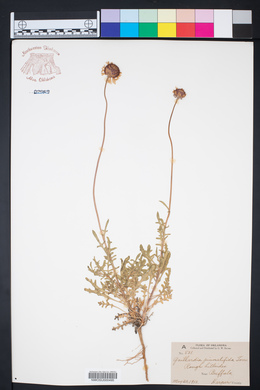 Gaillardia pinnatifida image