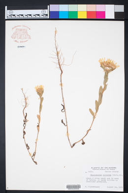 Grindelia ciliatus image