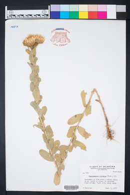 Grindelia ciliatus image
