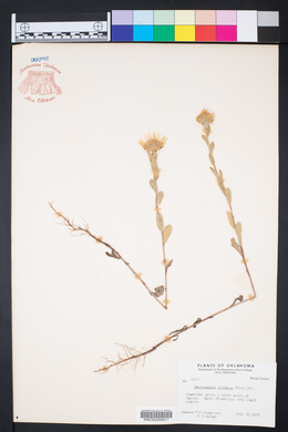 Grindelia ciliatus image