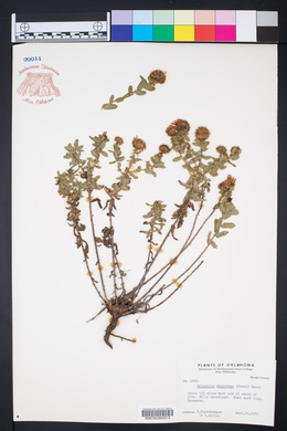 Grindelia squarrosa image