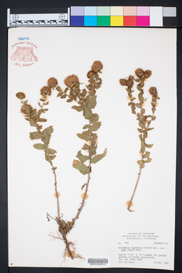 Grindelia squarrosa var. nuda image