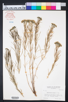 Haploesthes greggii image
