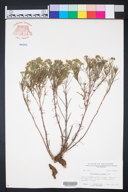 Haploesthes greggii image