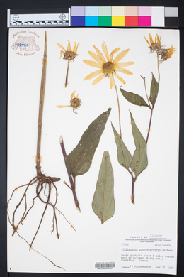 Helianthus grosseserratus image