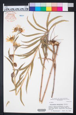 Helianthus maximiliani image