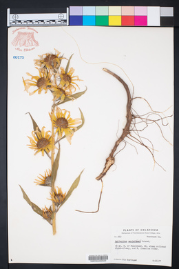 Helianthus maximiliani image