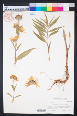 Helianthus maximiliani image