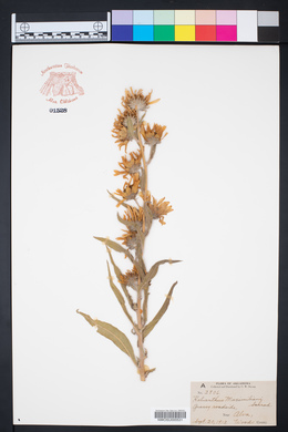 Helianthus maximiliani image