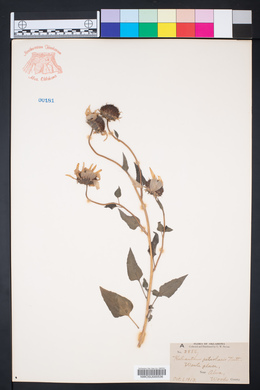 Helianthus petiolaris image