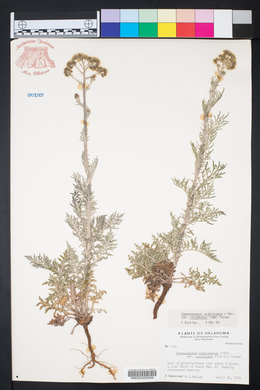 Hymenopappus scabiosaeus var. corymbosus image