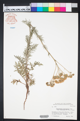 Hymenopappus scabiosaeus var. corymbosus image