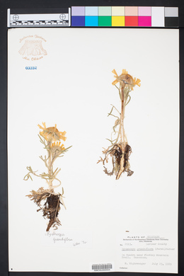 Hymenoxys grandiflora image