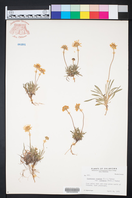 Tetraneuris scaposa var. scaposa image