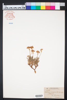 Actinea scaposa image