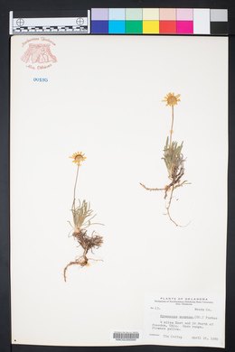 Tetraneuris scaposa var. scaposa image