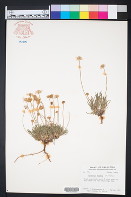 Tetraneuris scaposa image