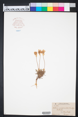 Actinea scaposa image