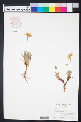 Tetraneuris scaposa var. scaposa image