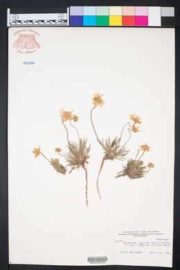 Tetraneuris scaposa var. scaposa image