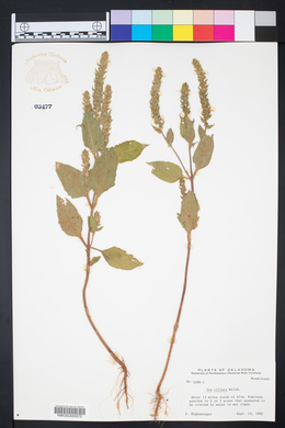 Iva ciliata image