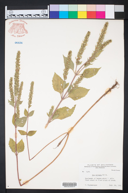 Iva ciliata image