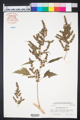 Cyclachaena xanthiifolia image