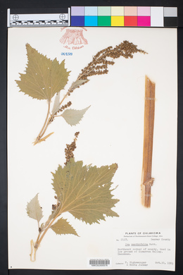 Cyclachaena xanthiifolia image