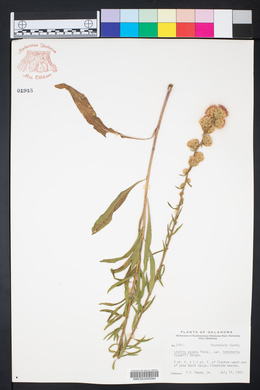 Liatris aspera var. intermedia image