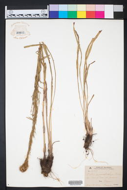 Liatris pycnostachya image