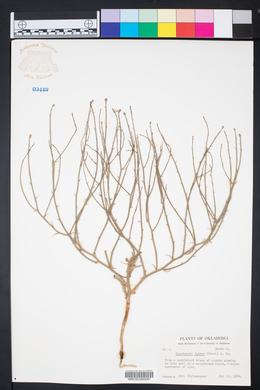 Lygodesmia juncea image