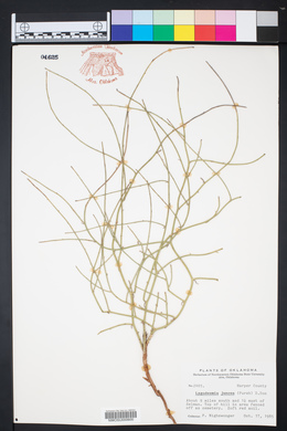 Lygodesmia juncea image