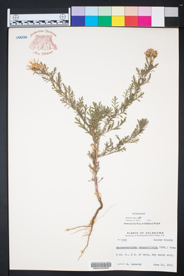 Machaeranthera tanacetifolia image
