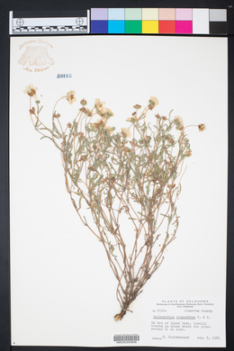 Melampodium leucanthum image