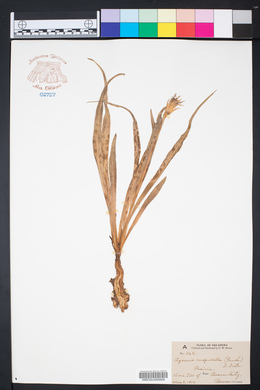Nothocalais cuspidata image