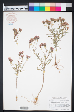 Palafoxia rosea image