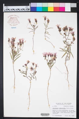 Palafoxia sphacelata image