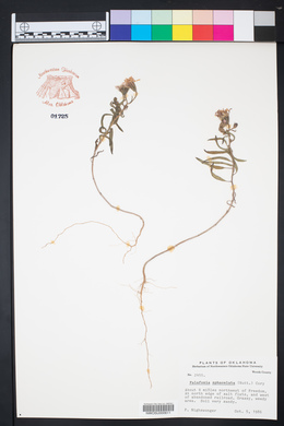 Palafoxia sphacelata image