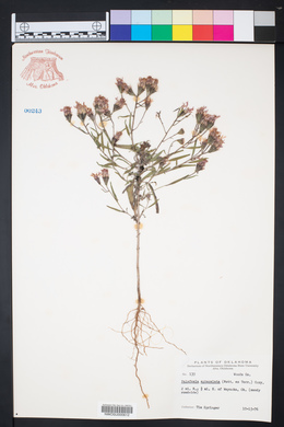 Palafoxia sphacelata image