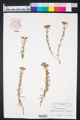 Picradeniopsis woodhousei image