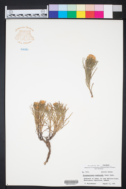 Picradeniopsis woodhousei image